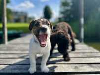Chłopczyk Jack Russell Terrier