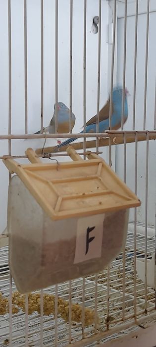 Vendo casal peito celestes
