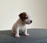 Джек Рассел jack Russell terrier