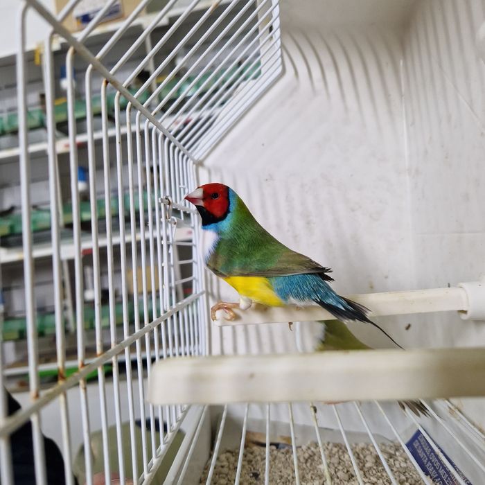 Diamante Sparrow, Goulds, Mandarins Gigantes