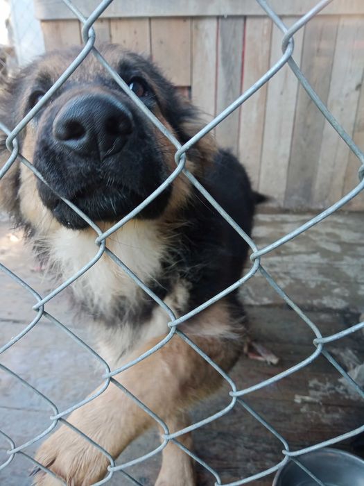 Szczenię do oddania