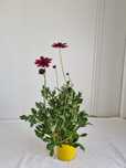 Cosmos 'Cherry Chocolate' – Czekoladowy Kwiat, Pachnący, Doniczka 2L