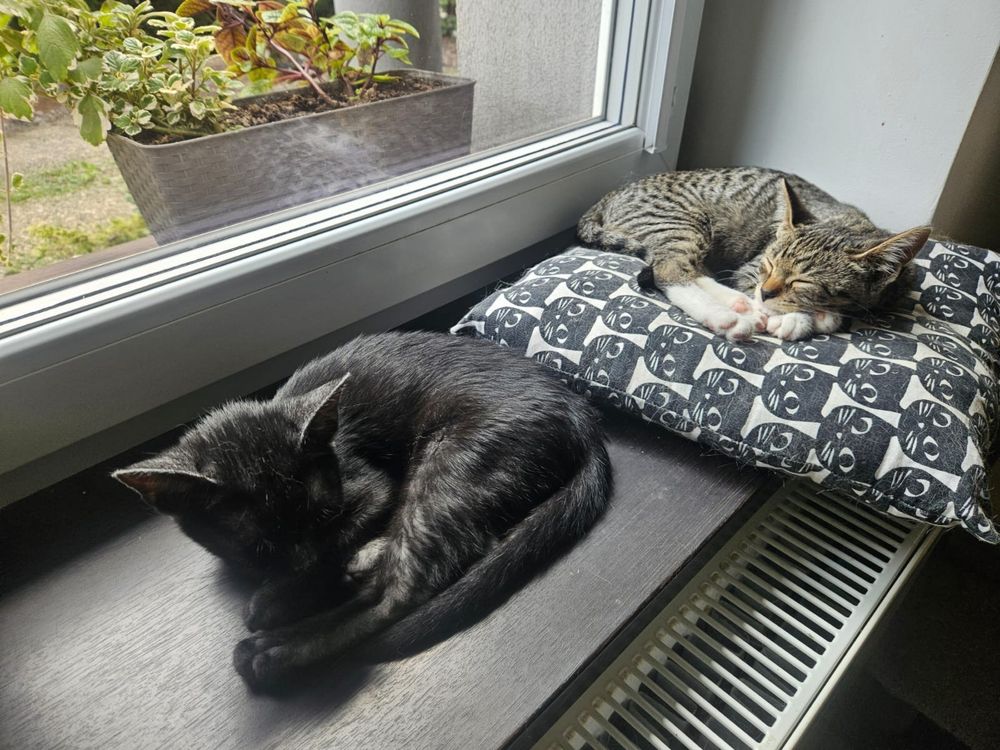 4 mies. kociaki do adopcji