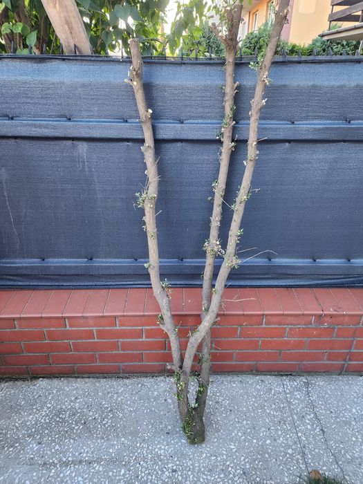 Bukszpan drewno 180 cm