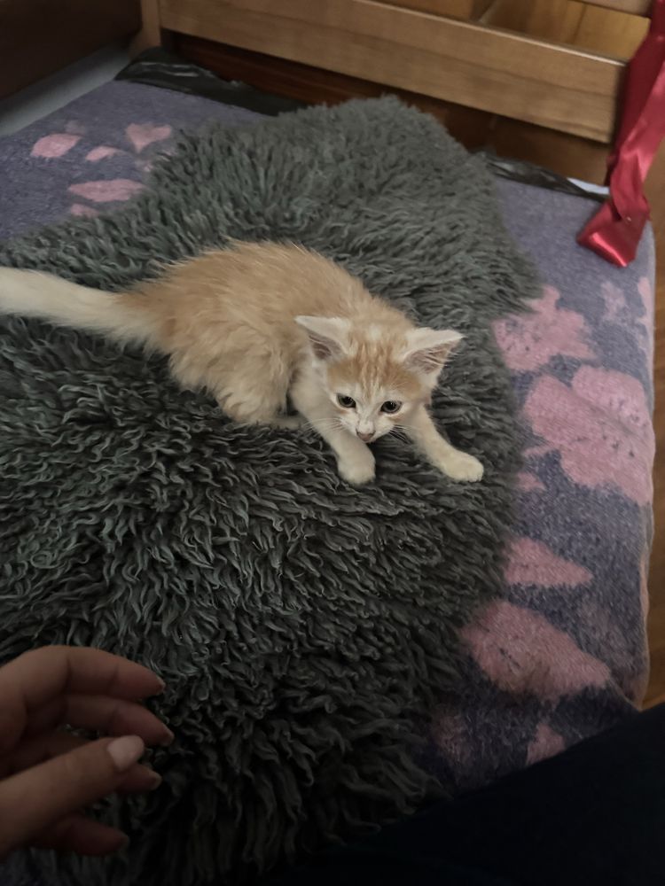 Віддам кошеня в добрі руки, котики, кошеня, котик