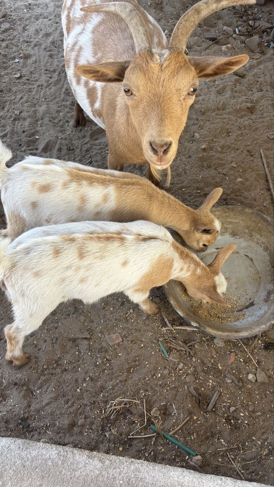 Cabras anãs mansas