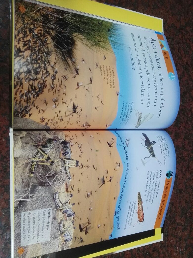 Deserto - Um dia com os animais do deserto - NOVO