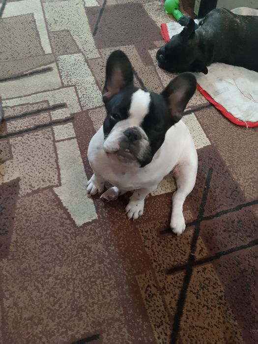 Порода собаки: Французький бульдог