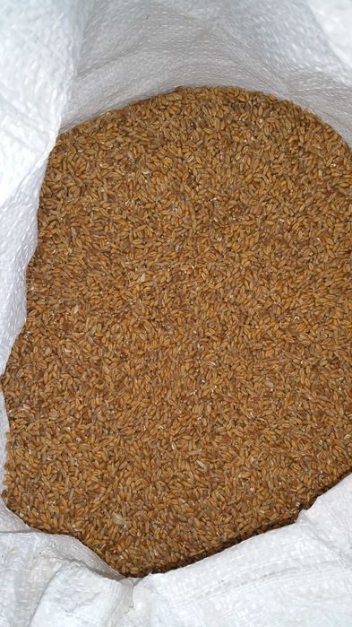 Продам пшеницю, ячмінь. Новий врожай.