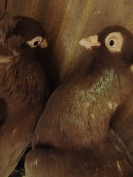 Sprzedam gołębie wywrotki parę