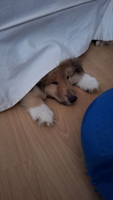 Owczarek Szkocki Długowłosy Collie rough FCI  gotowy do odbioru