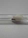Królowa lasius flavus