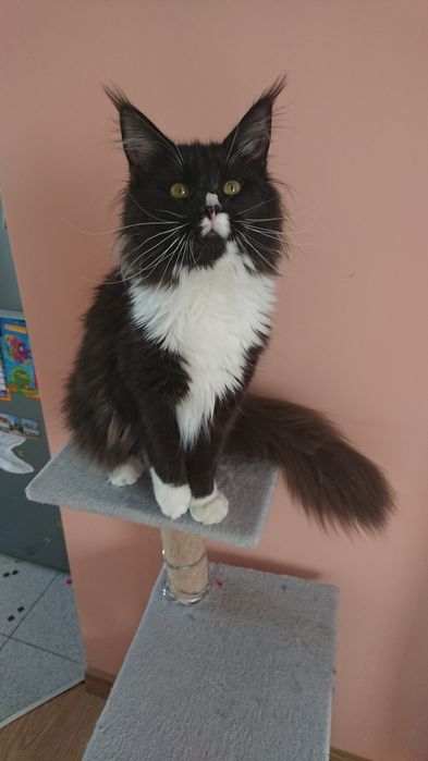 Kotka maine coon
