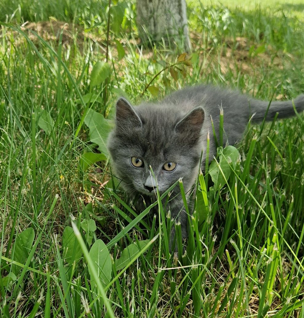 Кошеня Кошенята Котик