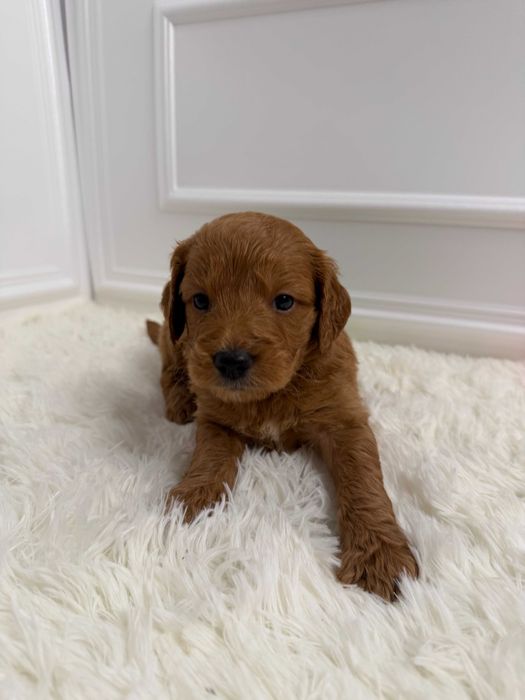 Mini Goldendoodle