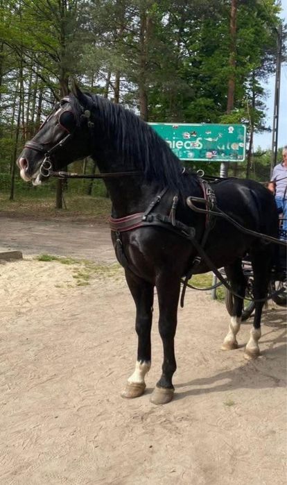 Ogierek Śląski 6 miesięcy niezwykły spokój