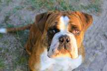 buldog kontynentalny