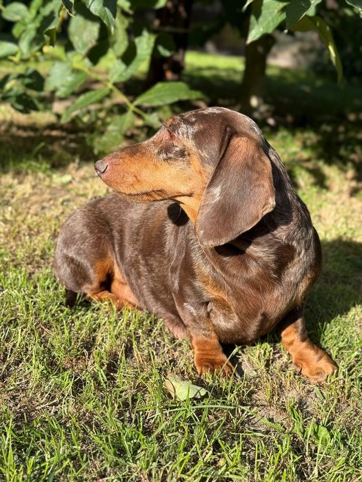 Jamnik suczka czekoladowa miniatura