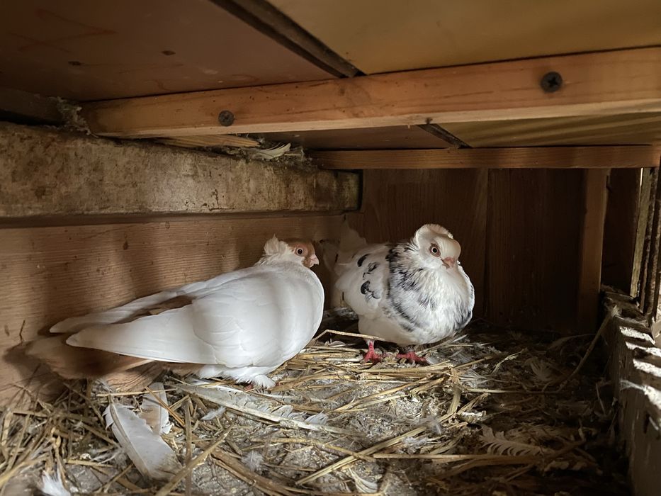 Golebie ozdobne dwie pary