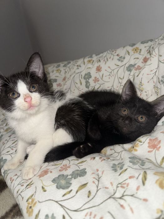 Małe koty do oddania