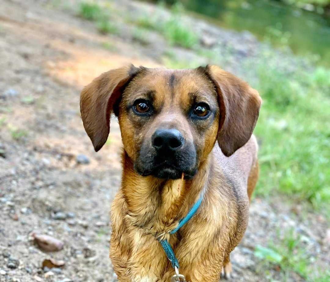 Uroczy i mały psiak do adopcji! Czeka w schronisku na dom