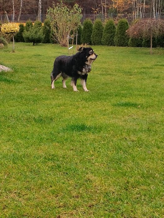 Oddam pieski w dobre ręce