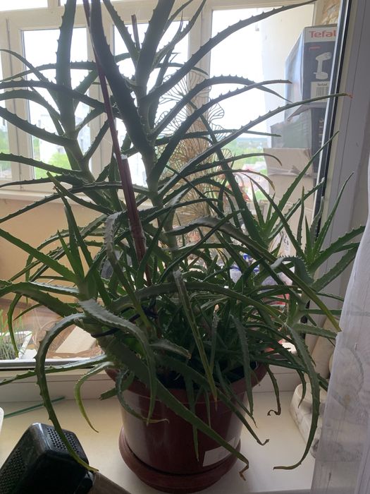 Алое деревовидне