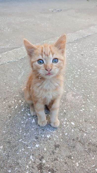 Dão-se gatinhos para adopção responsável esponsável