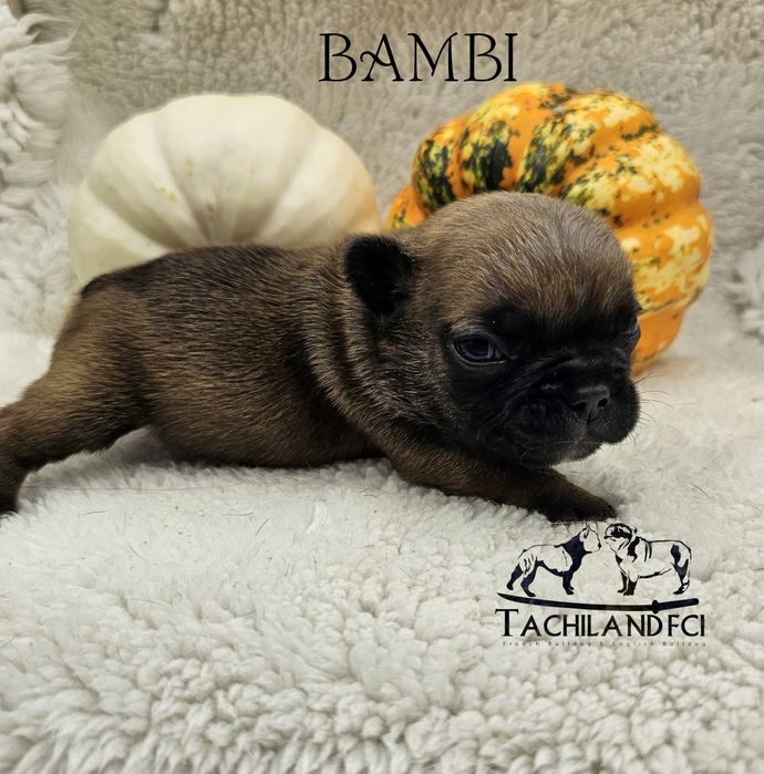 Bambi  buldog Francuski FCI