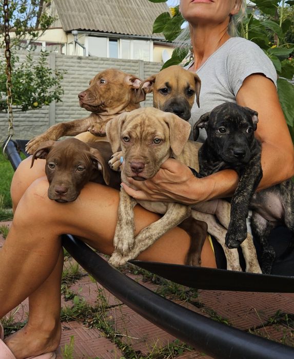 Щенки американского питбультерьера.