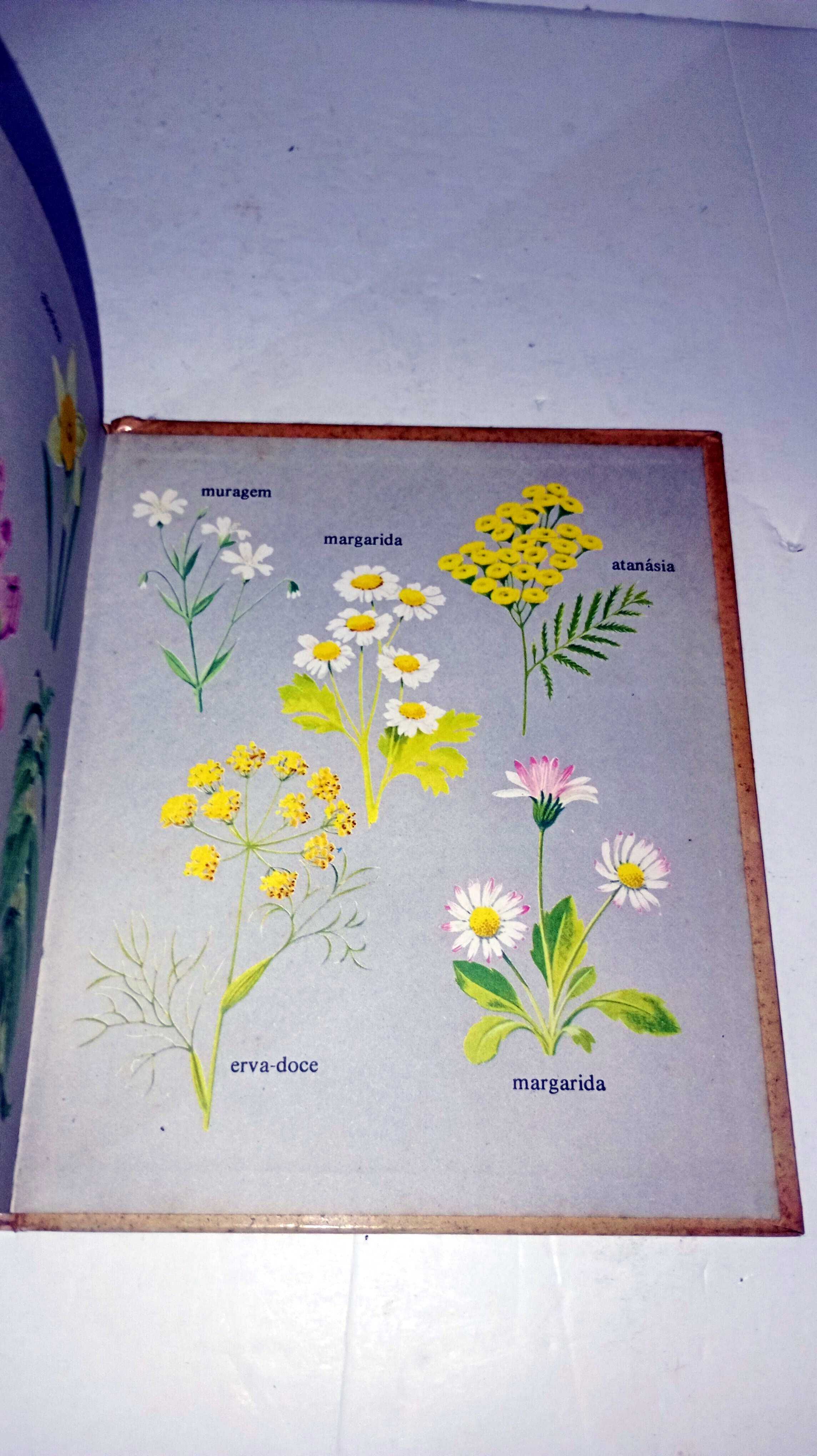 Como Vivem as Flores - Biblioteca das Crianças