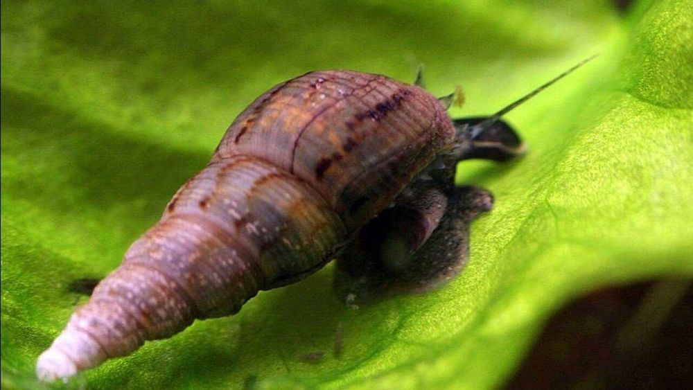 равлик(улитка) меланія  для чистки акваріума