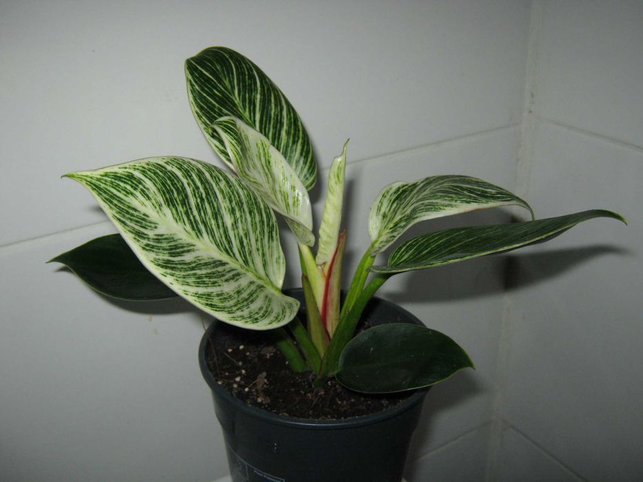 филодендрон разные сорта домашние деленки от 50грн