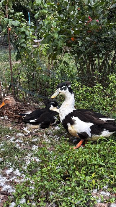 Sprzedam Kaczki ekologiczne