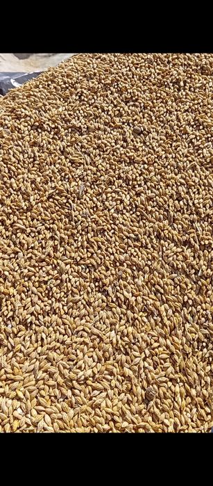 Продам ячмінь урожай 2025 .