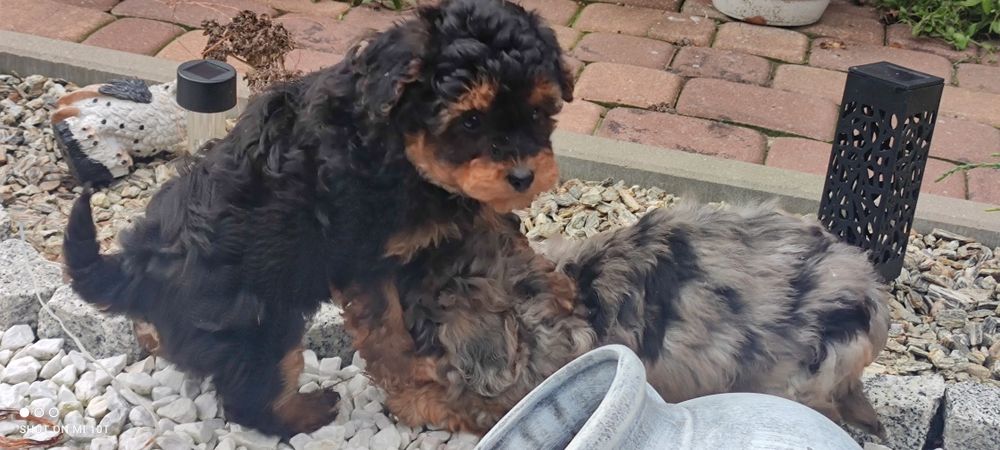 Suczka pudel miniaturowy z metryką