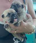 Lindo menino buldogue  frances