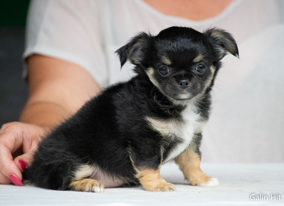 Мала красивезна перлинка !