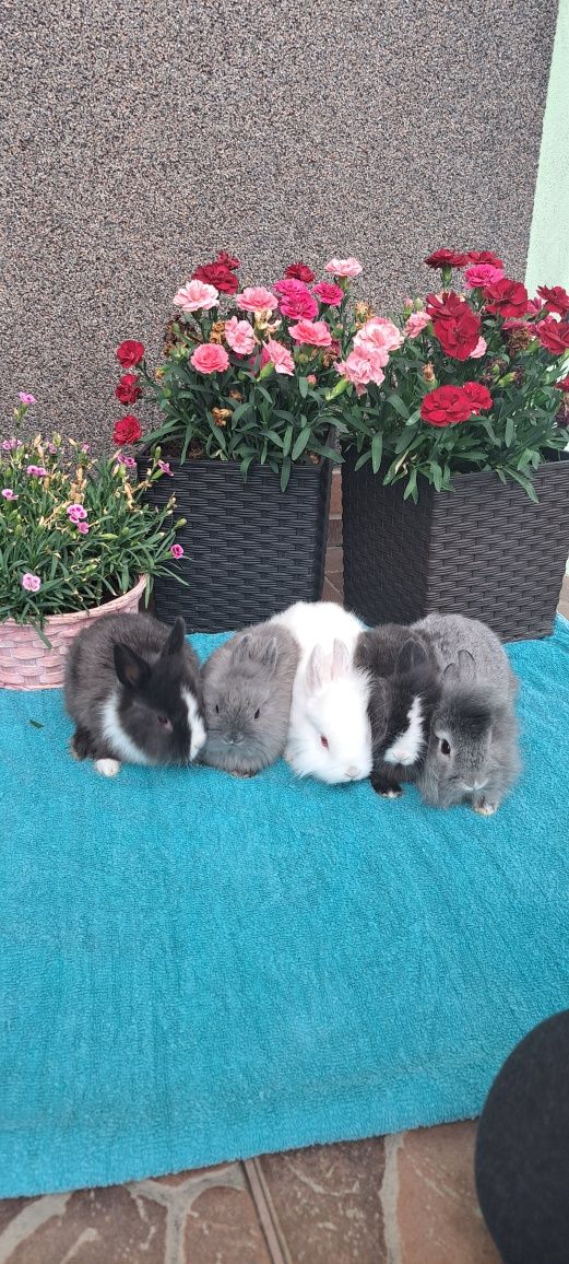 Śliczne króliki miniaturki