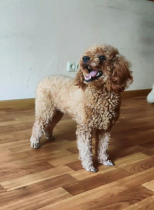 ‼️В разведение 1.4 года‼️