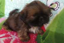 Shih Tzu szczeniaczek bez przepukliny