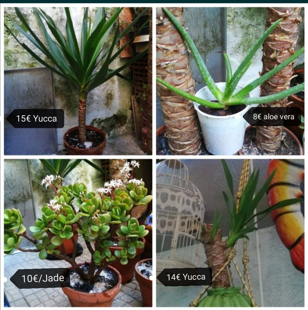 Plantas/suculentas/giboia /espada /jade /Palmeiras Yucca