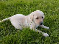 Labrador retriever suczka