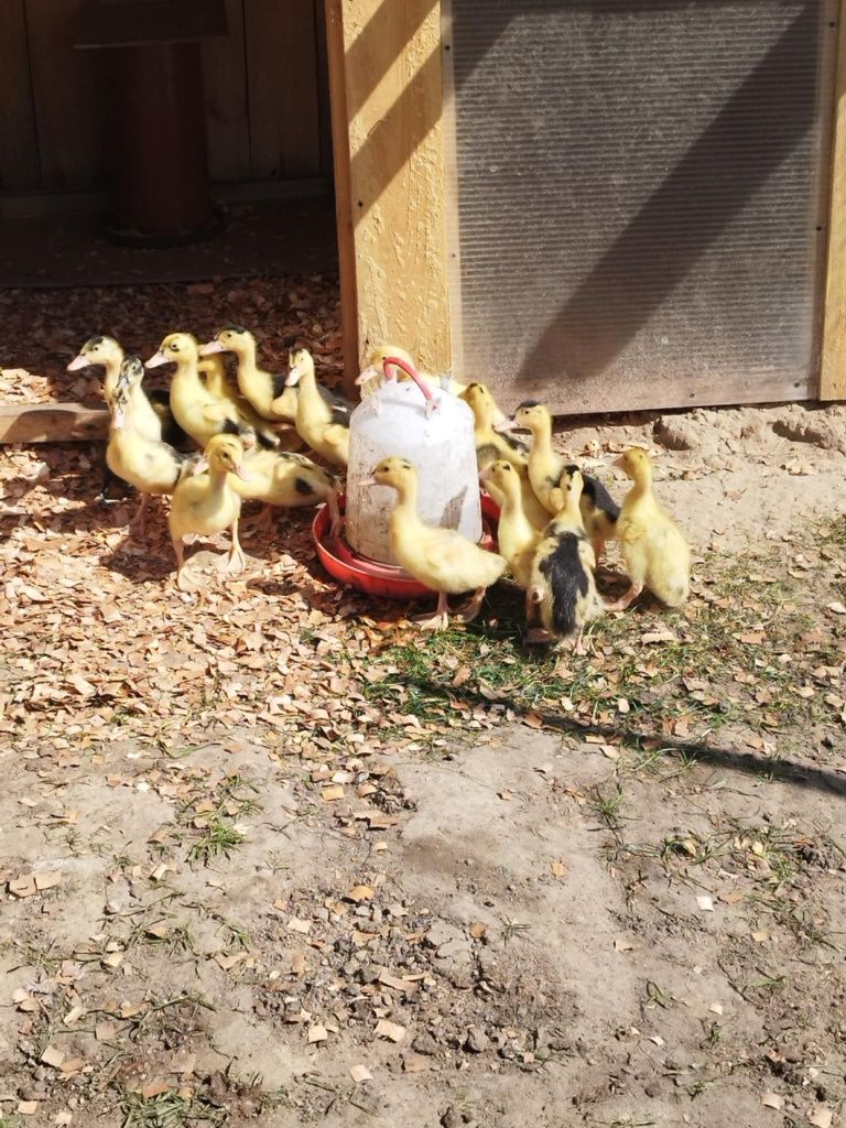 Kaczki Pekin krzyżówka