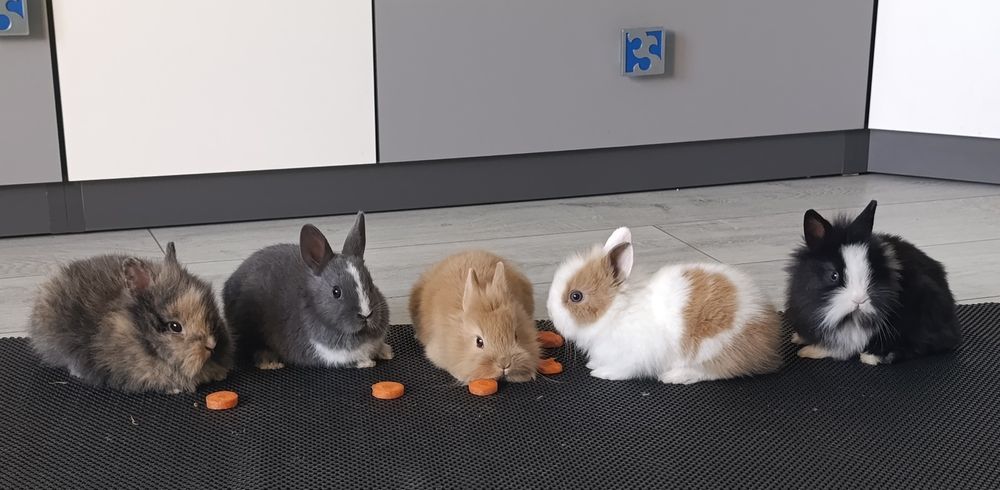 Króliczki miniaturki