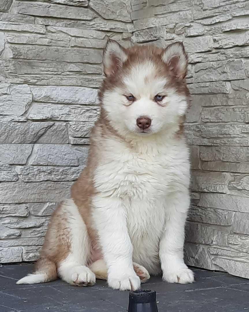 Siberian husky szczeniak