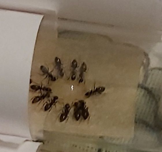 Kolonia mrówek Lasius Niger