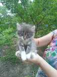 Котенок девочка 2 месяца Отдам в хорошие руки