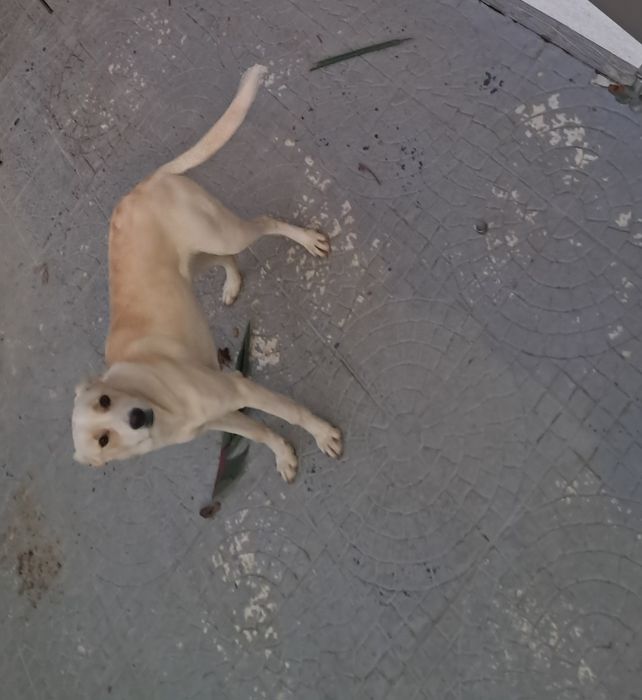 Dou cadelinha muito meiga