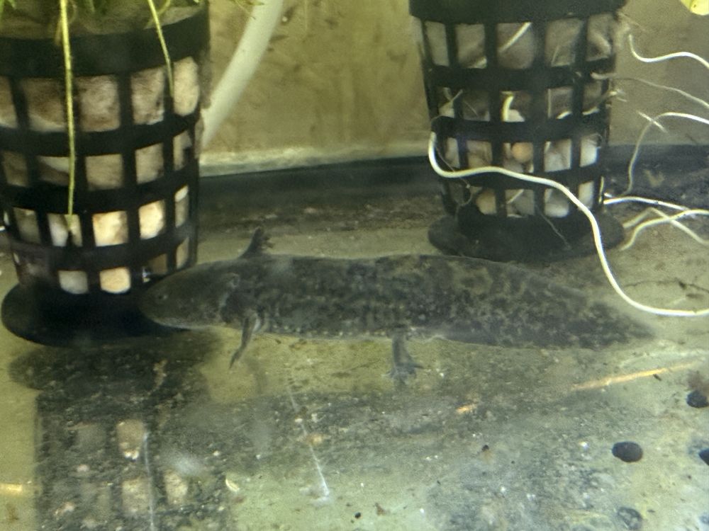 Axolote black com cerca de 10 cm